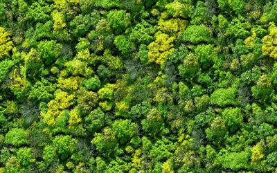 Providing DEFRA with access to unique satellite-derived forestry intelligence