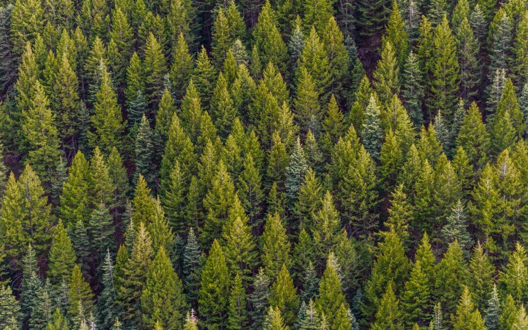 Reforestation