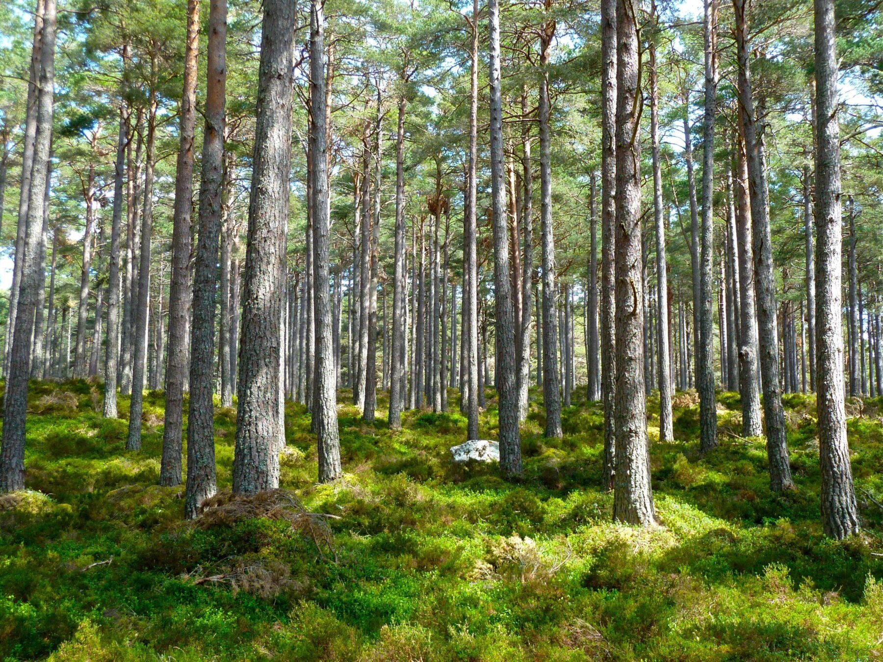 Reforestation<br />

