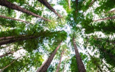 Get Ahead of Tree Health: How to supercharge data accuracy with Geospatial Analytics
