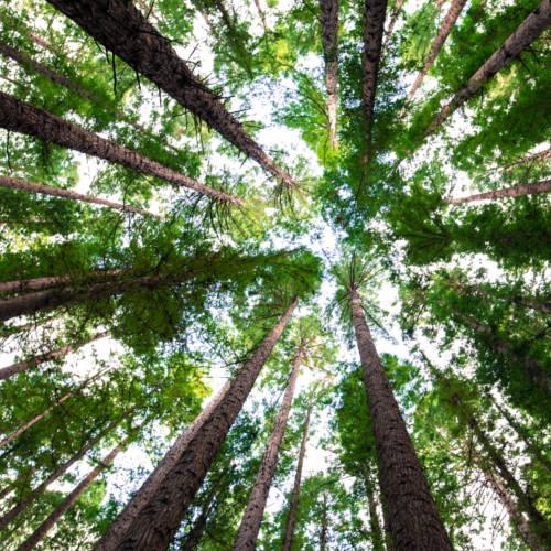 Get Ahead of Tree Health: How to supercharge data accuracy with Geospatial Analytics