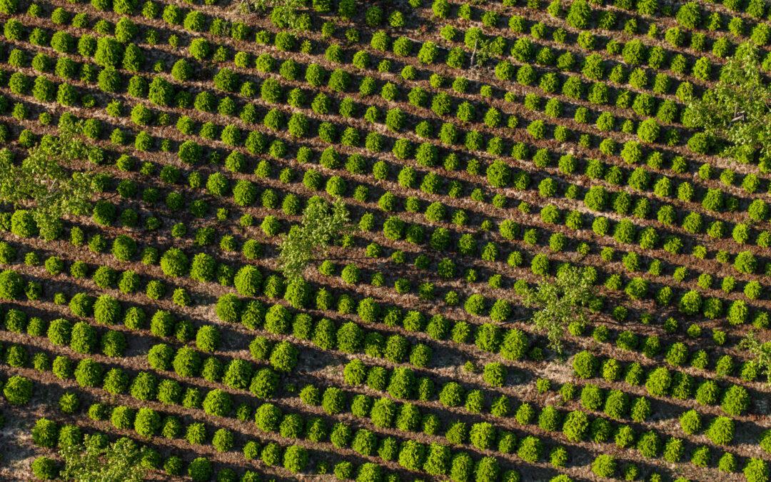 Forest establishment: three key metrics foresters need to track 