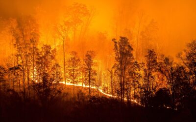 What you need to know about fire severity: lessons from the Pacific Northwest 
