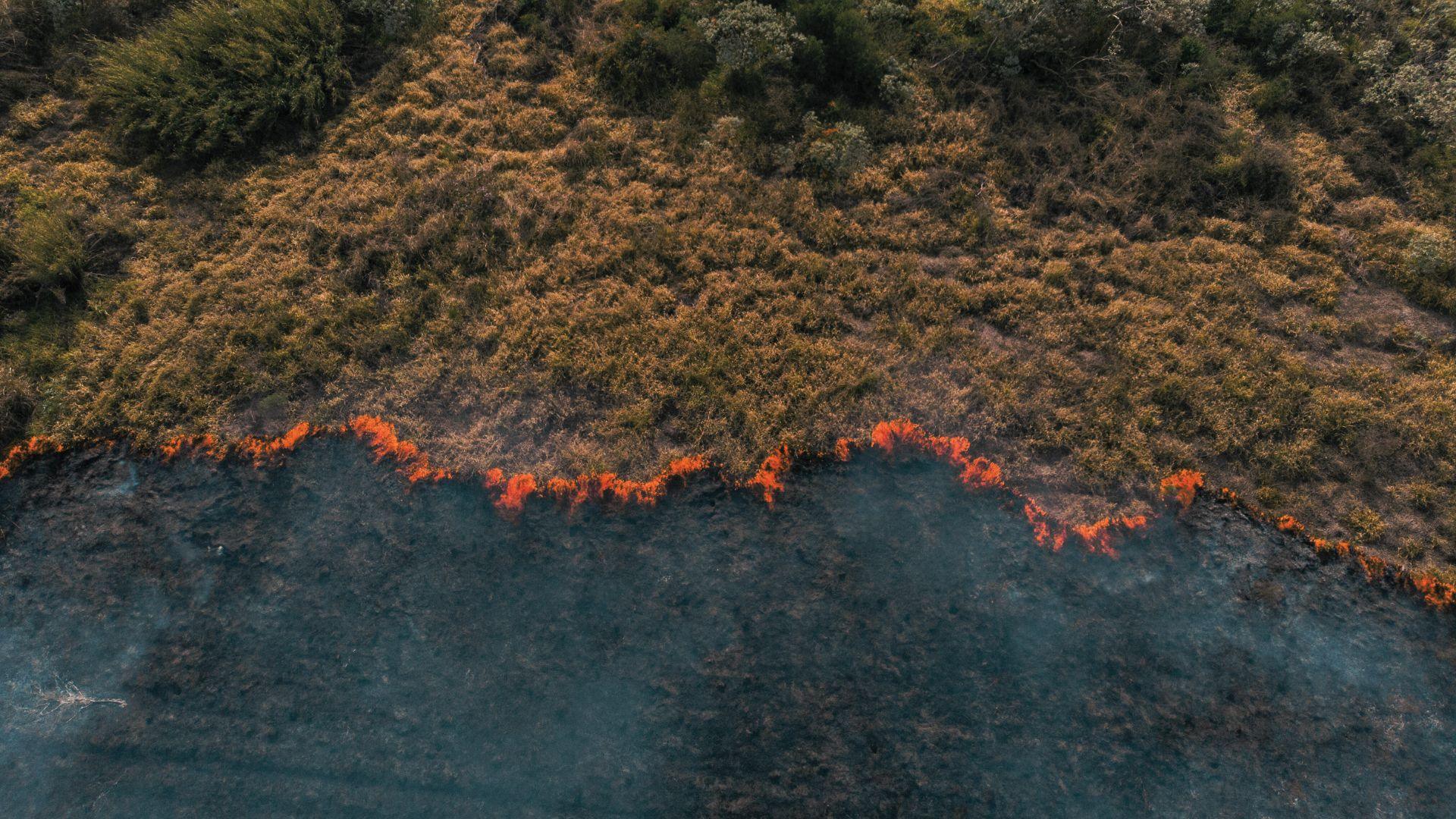 geospatial analytics for forest monitoring