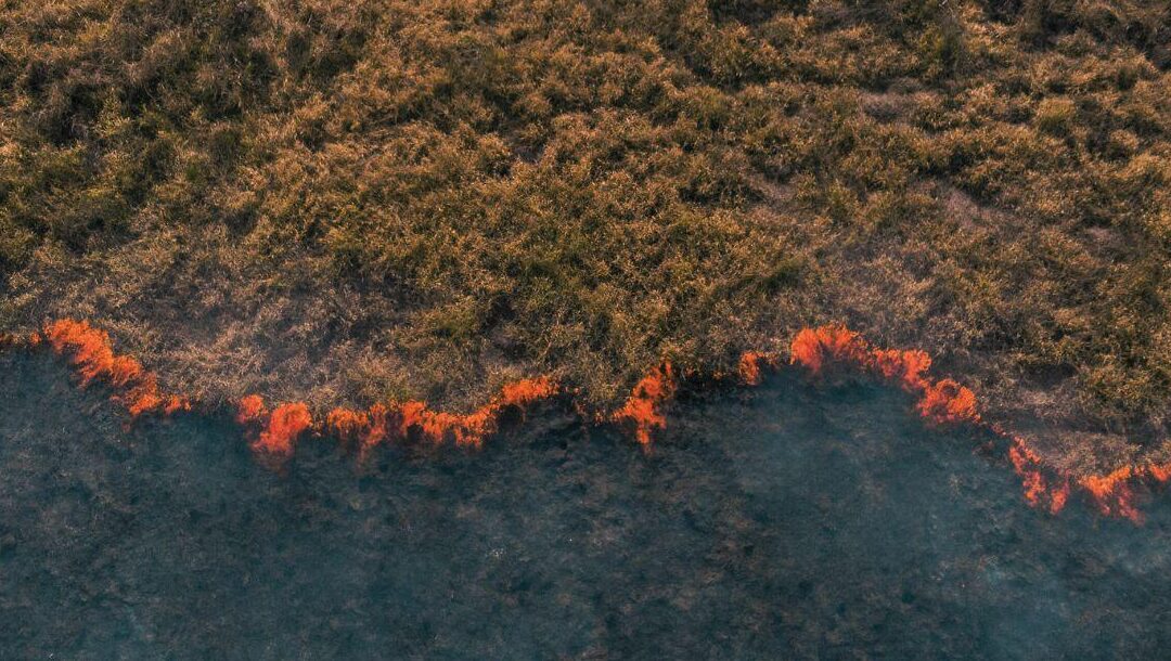 Salvage Via Satellite: How To Maximize Forest Value When Disaster Strikes