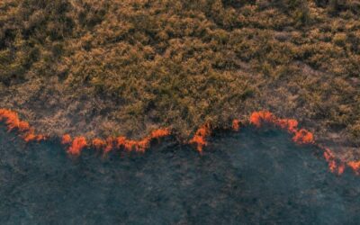 Salvage Via Satellite: How To Maximize Forest Value When Disaster Strikes
