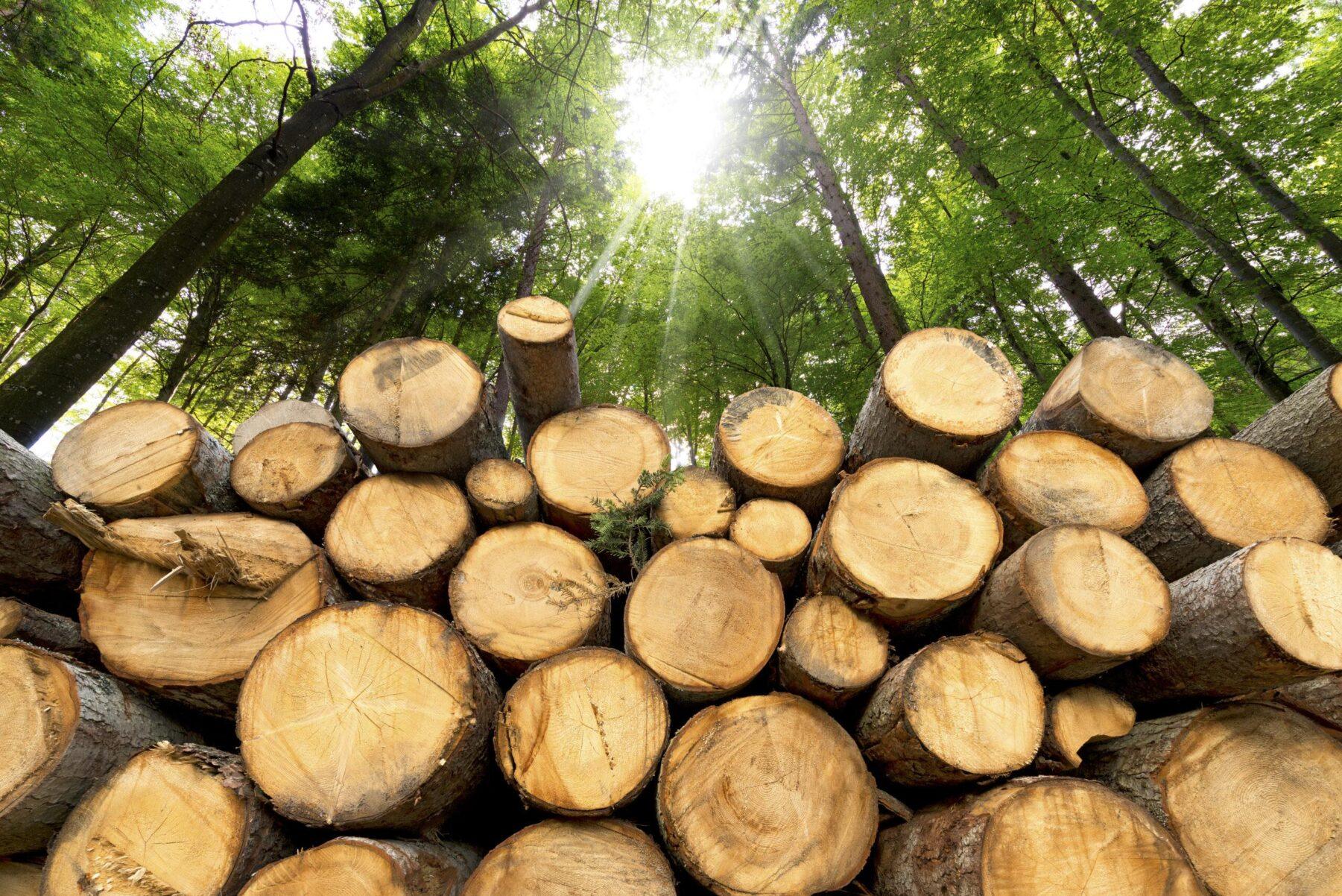 geospatial analytics for forest monitoring