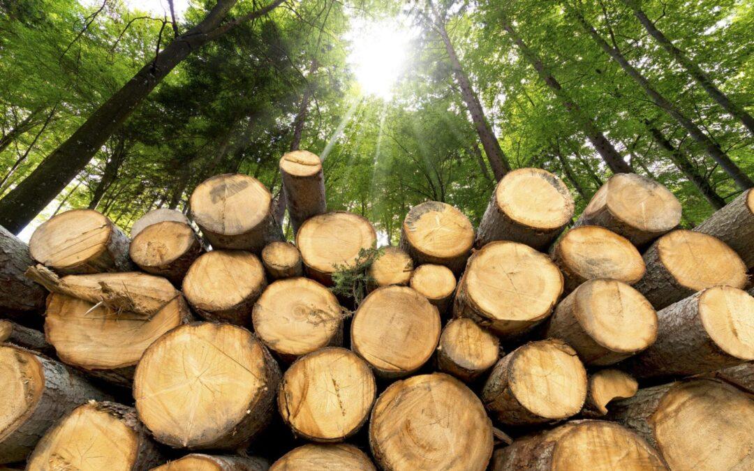 Forest Disturbance