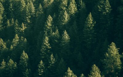 Smart Forestry: Transforming Sustainable Forest Management with Geospatial Analytics