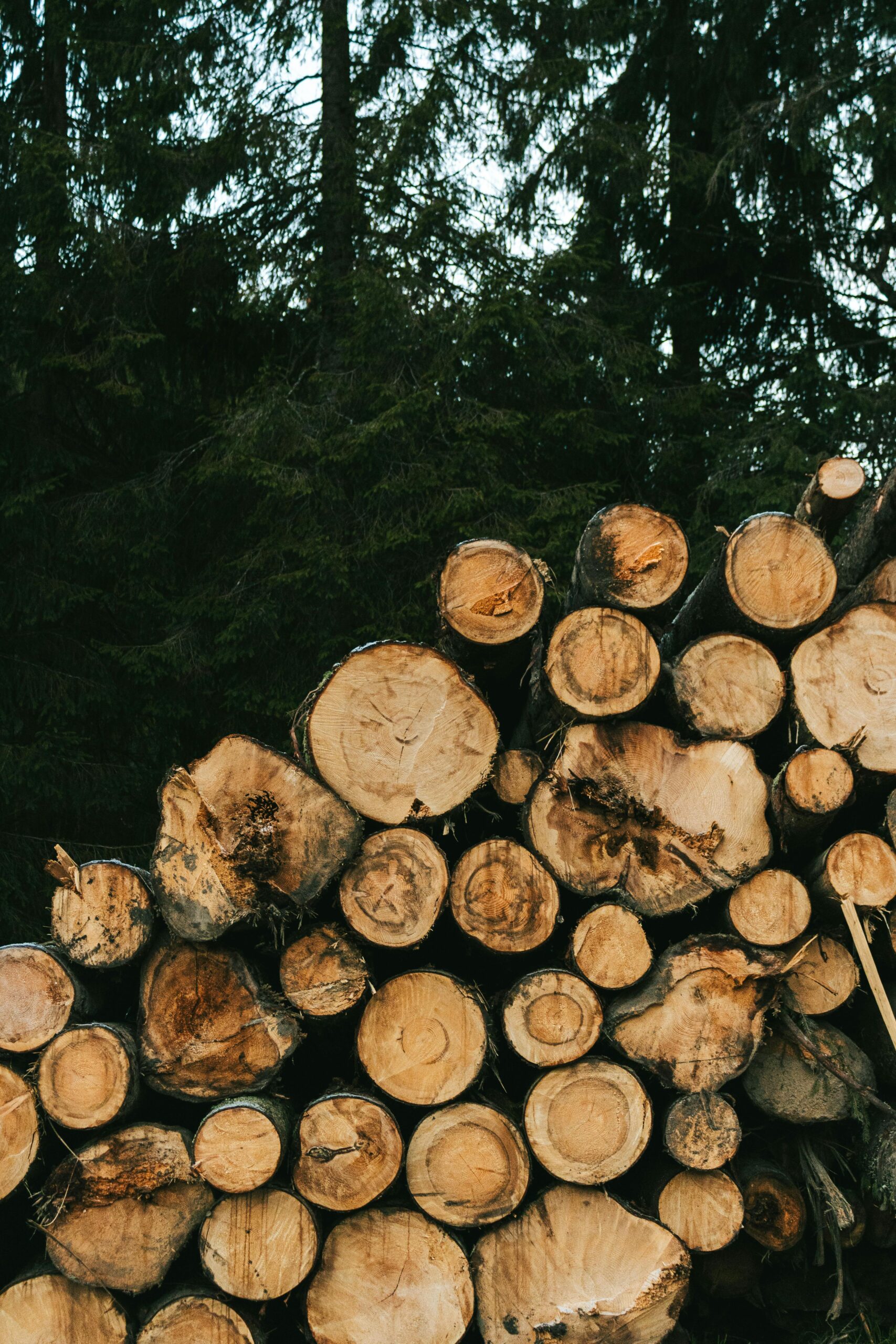 pexels-daniel-eliashevsky-30667400-11960501 What is the EU Deforestation Regulation (EUDR)?