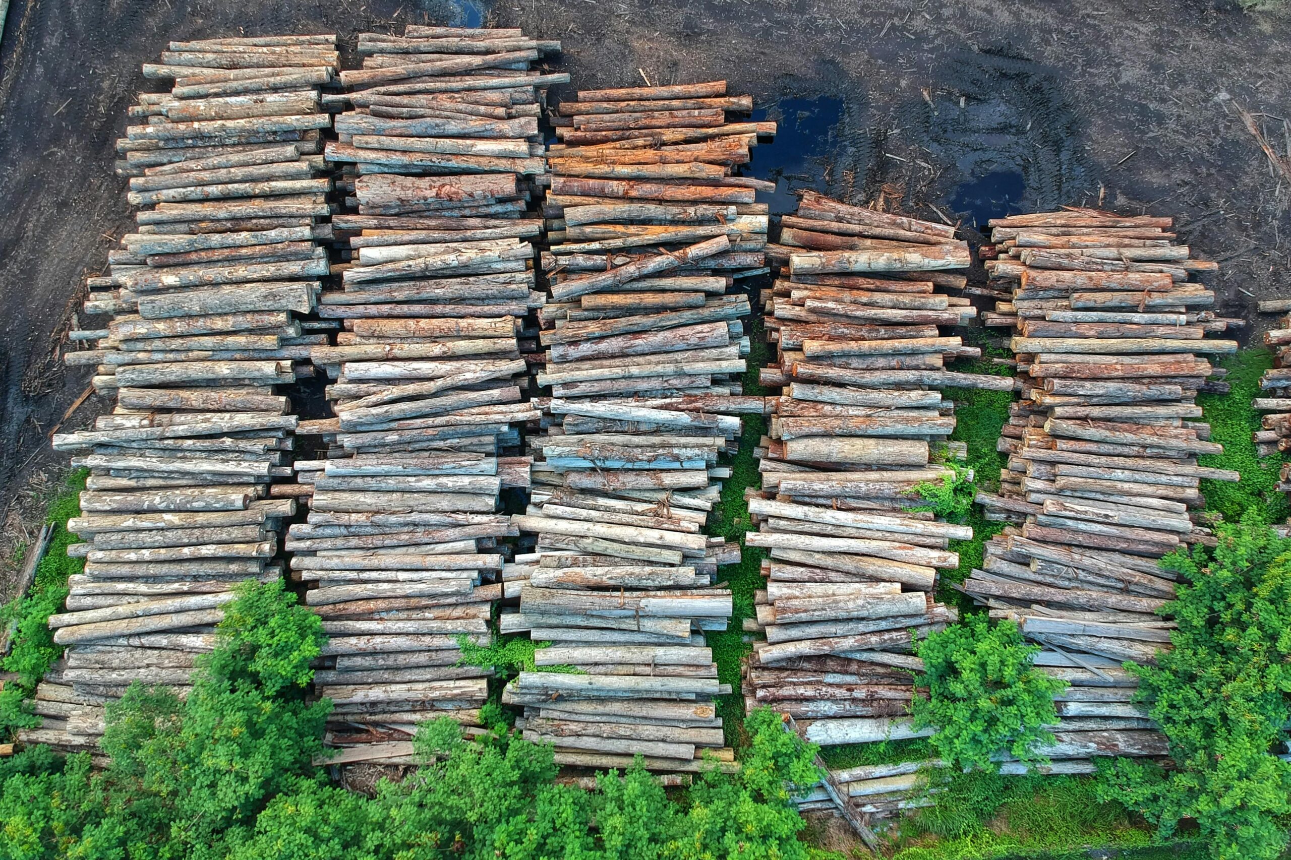 timber recovery 