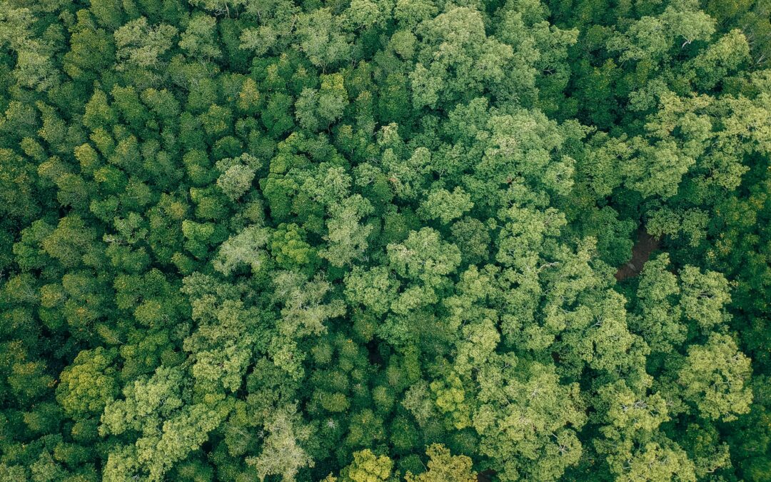 How to Prioritize Vegetation Management Across Large Forest Estates