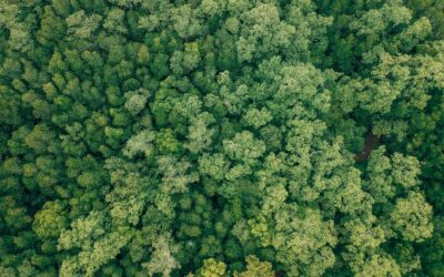 How to Prioritize Vegetation Management Across Large Forest Estates