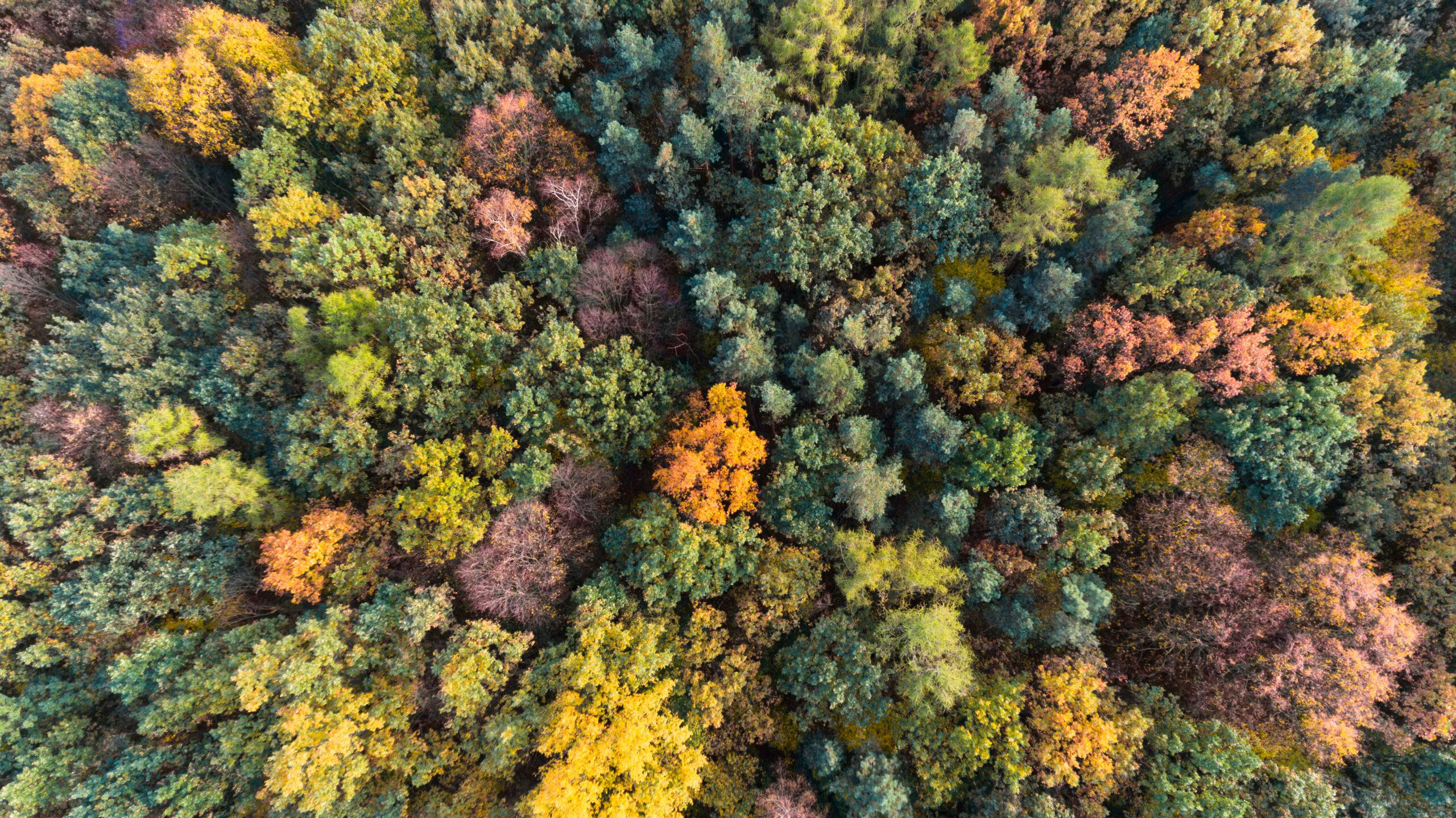 Smart Forestry: Transforming Sustainable Forest Management with Geospatial Analytics