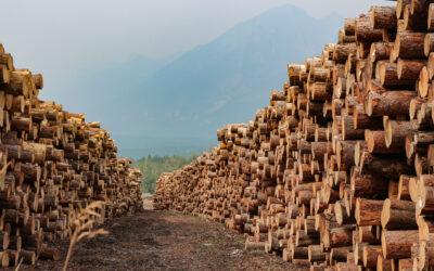 Transforming Forest Inventory Management with Geospatial Analytics