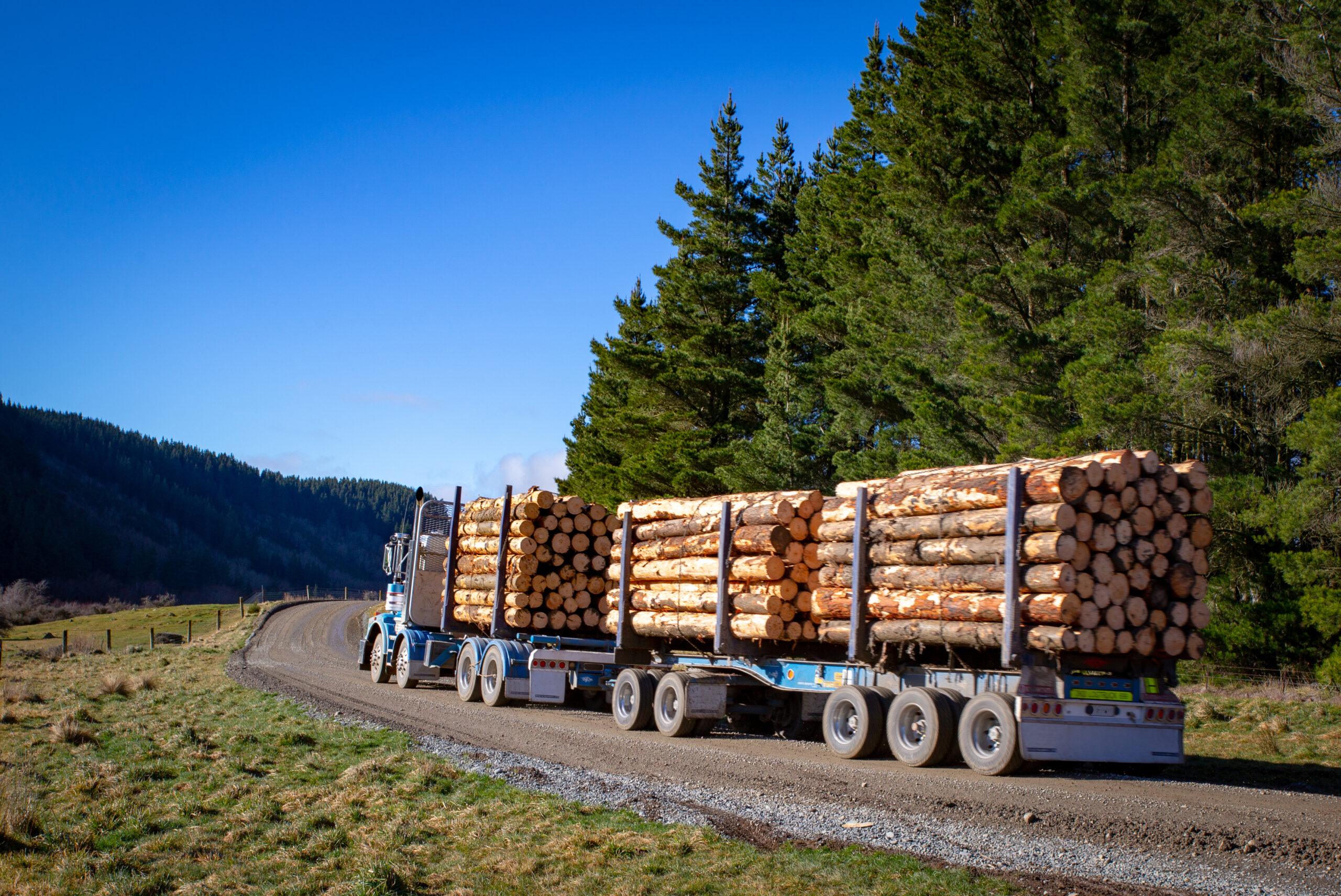 timber recovery 