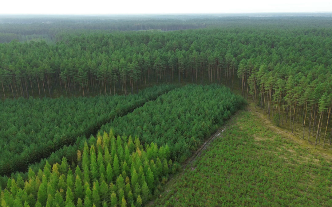 Why Some Reforestation Stands Fail While Others Thrive (And How to Identify Problems Early)