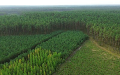 Why Some Reforestation Stands Fail While Others Thrive (And How to Identify Problems Early)