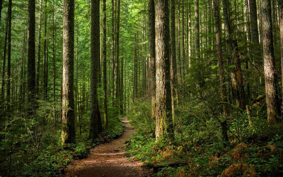 Rezatec Reforestation Demo: Assess Newly Planted Forest Stands with Satellite Data