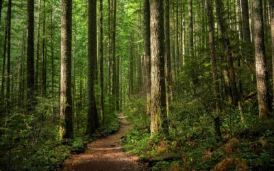 Rezatec Reforestation Demo: Assess Newly Planted Forest Stands with Satellite Data