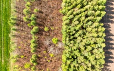 Afforestation vs Reforestation: Key Differences, and How to Tell if New Stands Will Survive